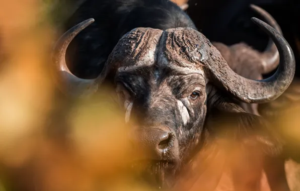 Природа, portrait, Buffalo