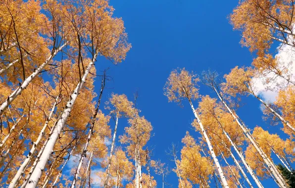 Картинка осень, небо, деревья