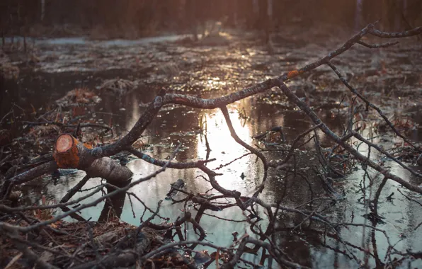 Лес, вода, Дерево, весна, вечер