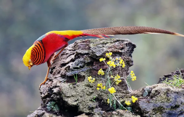 Картинка rock, flowers, wildlife, golden pheasant