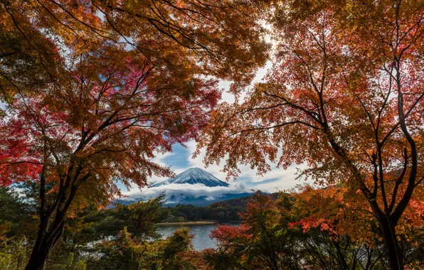 Картинка осень, деревья, краски, листва, Япония, Фудзи, гора Фуджи, Фудзияма