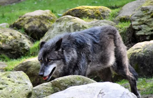 Картинка nature, predator, animal, wolf, wildlife, portrait, portrait., Canis lupus. face