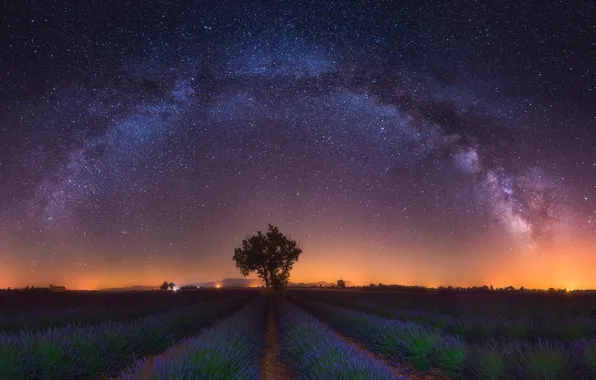 Картинка поле, звезды, свет, цветы, ночь, дерево, млечный путь, лаванда