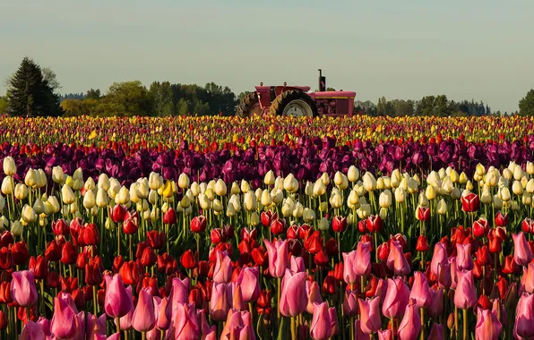 Картинка поле, цветы, трактор, тюльпаны