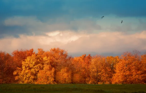 Картинка осень, небо, облака, деревья, полет, птицы, поля