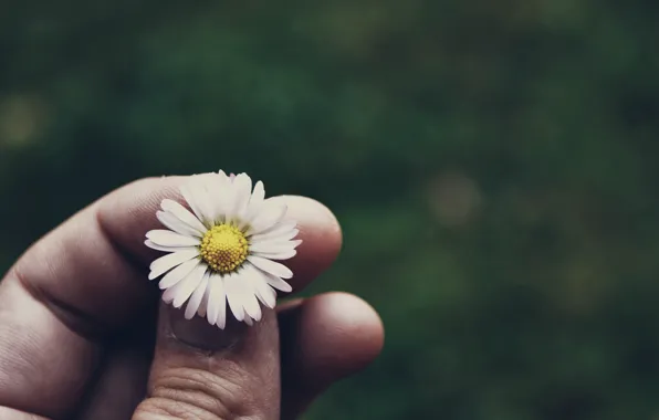 Цветок, трава, ромашка, grass, flower, camomile