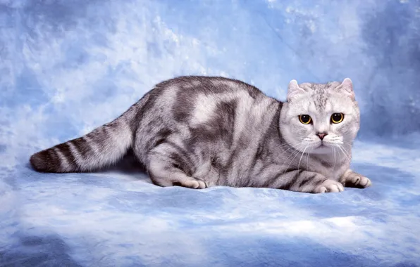 Кошка, кот, взгляд, поза, серый, лапы, мордочка, хвост
