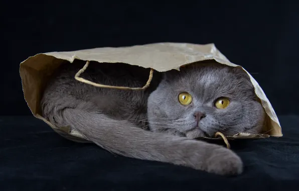 Кошка, кот, пакет