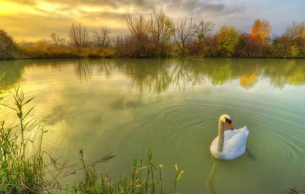 Картинка осень, природа, пруд, птица, лебедь, травы, кусты