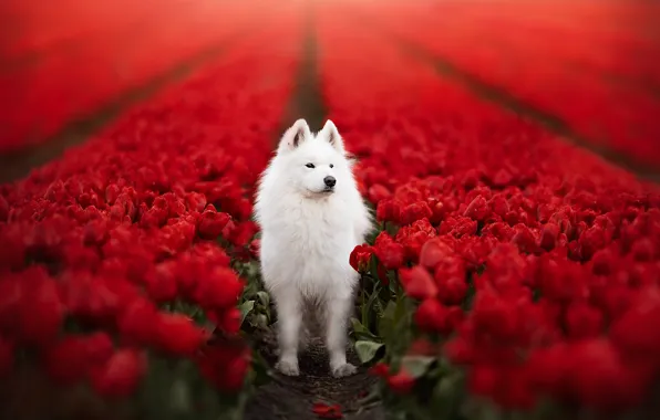 Взгляд, природа, поза, собака, белая, мордашка, самоед