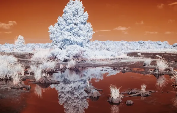 Картинка Landscape, Infrared, Marsh