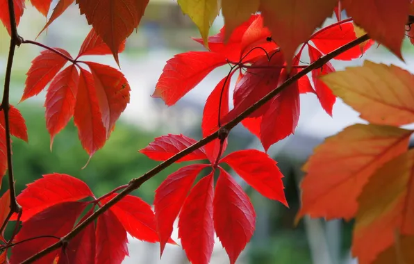 Осень, листья, Макро, красные, лиана