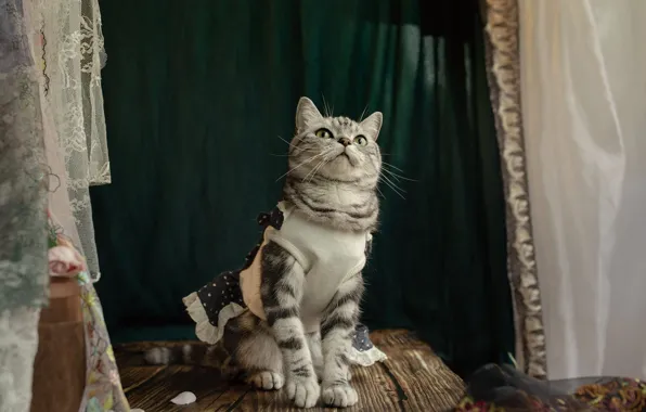 Кошка, кот, взгляд, поза, доски, ткань, шторы, мордашка