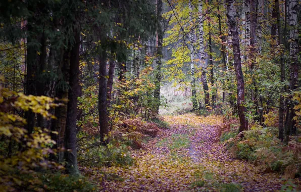 Картинка осень, лес, листья, деревья, пасмурно, дорожка, березы, мрачно