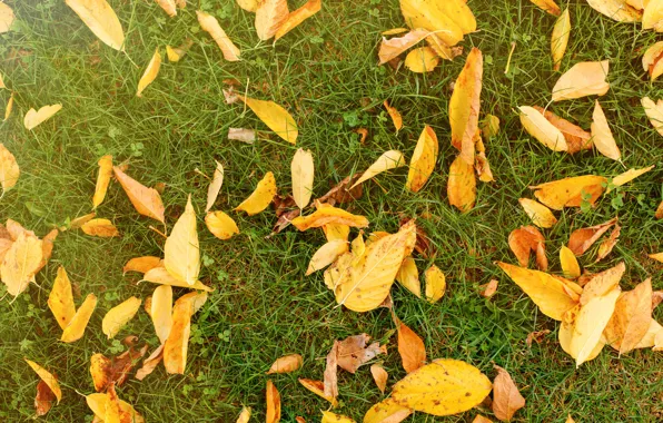 Осень, трава, листья, фон, желтые, colorful, лужайка, yellow