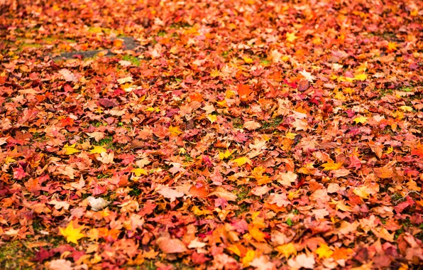 Картинка осень, листья, фон, желтые, colorful, клен, yellow, background