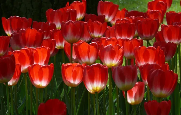 Картинка Spring, Весна, Red tulips, Красные тюльпаны