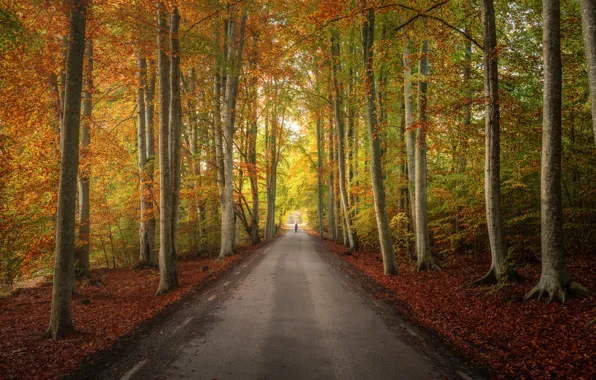 Дорога, осень, лес, деревья, Швеция