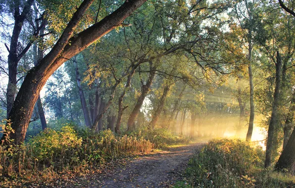 Дорога, зелень, лес, лучи, деревья