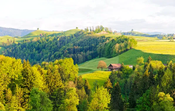 Картинка лес, деревья, дом, холмы, поля, Швейцария, луга, Tessin