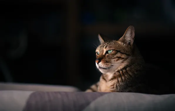 Кот, животное, обои, wallpaper, картинка, cat, animal, picture