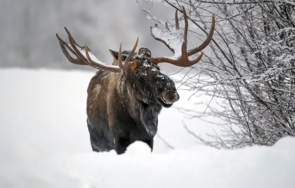 Зима, снег, лось