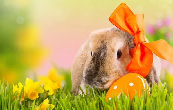 Картинка трава, цветы, природа, праздник, яйцо, весна, кролик, Пасха, бант, нарциссы, боке, Easter