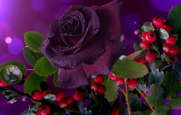 Картинка ягоды, роза, красиво, бордовая