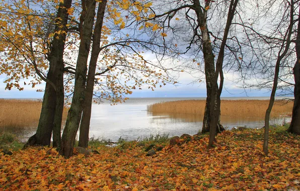 Картинка осень, листья, вода, деревья, природа, осенние обои