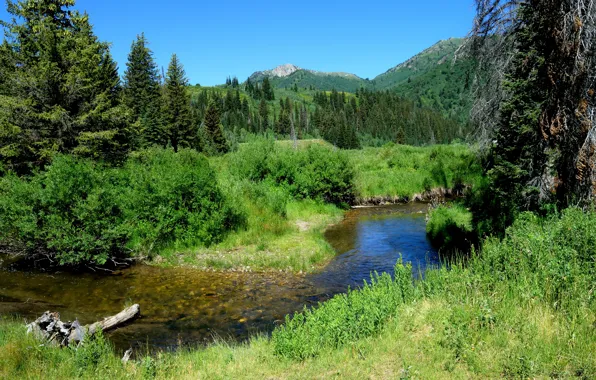 Деревья, горы, речка