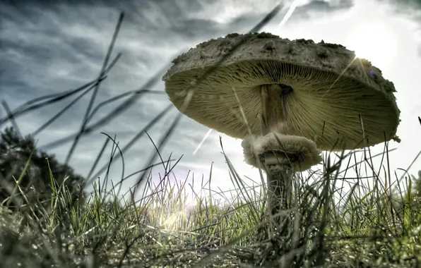Макро, природа, грибы
