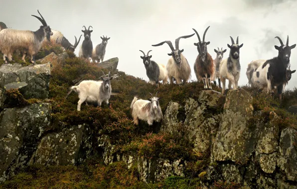 Народ, козлы, Wales, United Kingdom, Gwynedd