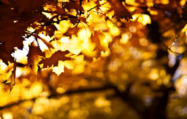 Картинка осень, листья, ветки, боке