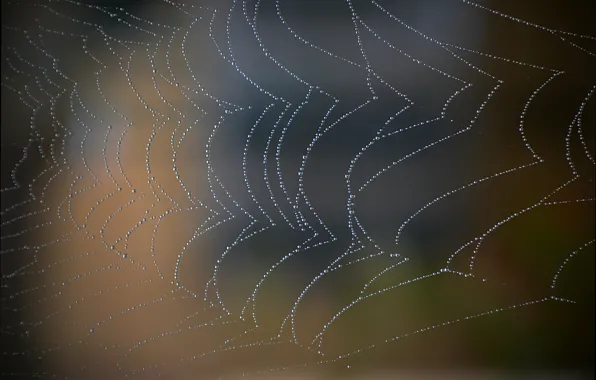 Картинка Макро, Капли, Паутина, Боке, Bokeh, Macro, Drops