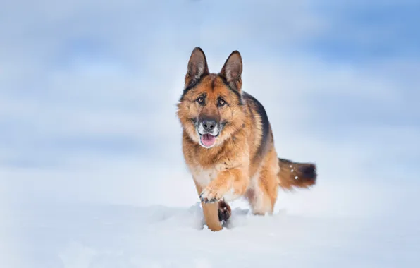 Картинка снег, фон, собака, Немецкая овчарка