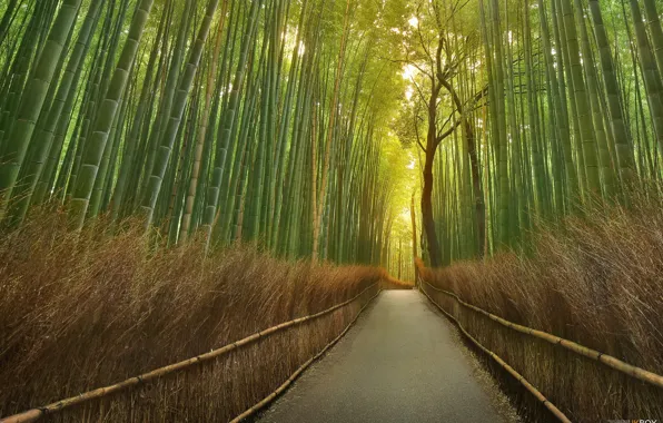 Картинка дорога, бамбук, проход