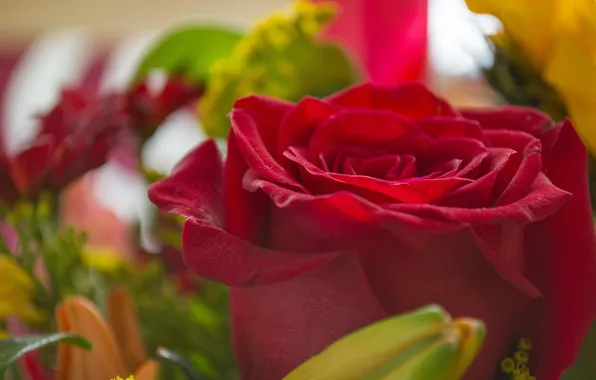 Макро, розы, бутоны