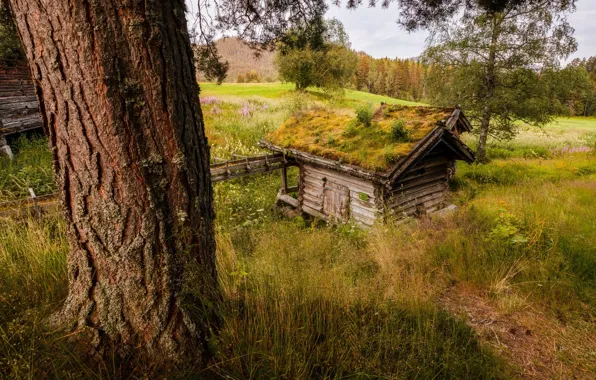 Деревья, природа, дома