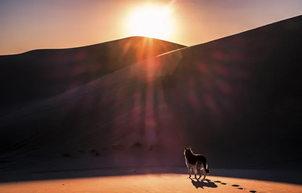 Картинка песок, солнце, пустыня, собака