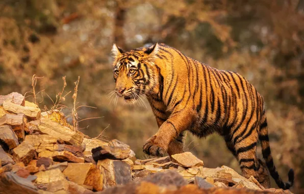 Картинка тигр, хищник, дикая кошка