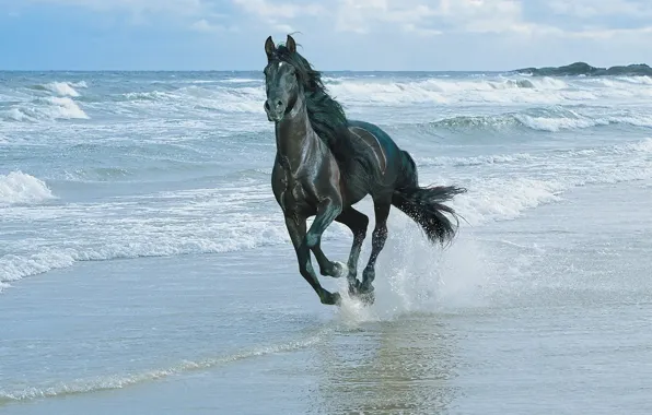 Море, лошадь, Волны