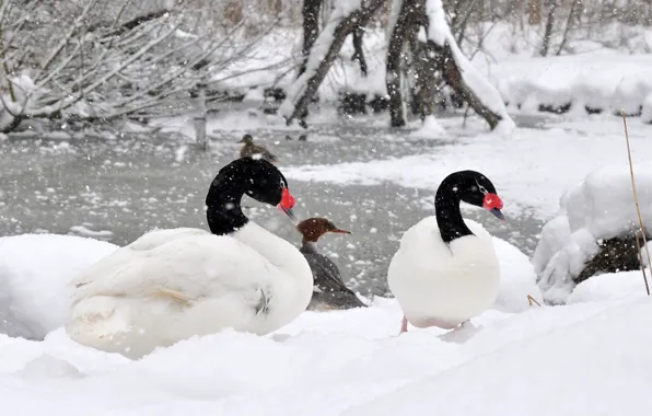 Winter, lake, animal, swam