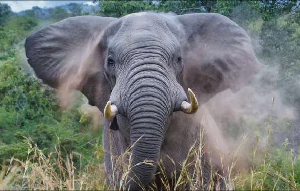 Слон, Африка, nature, Africa, elephant