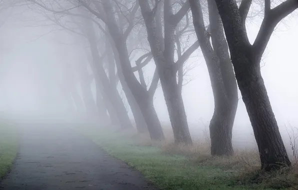 Деревья, природа, туман