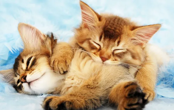 Котята, пушистые, Cat, спят, Kittens