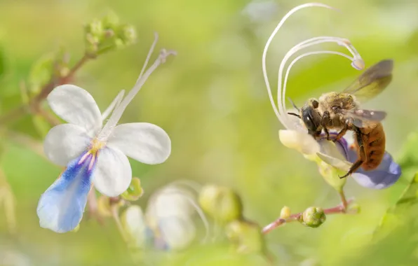 Макро, цветы, природа, пчела, насекомое, FuYi Chen