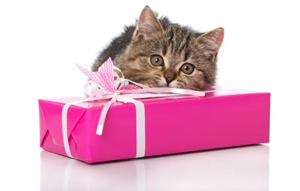 Картинка кошка, взгляд, подарок, мордочка, котёнок