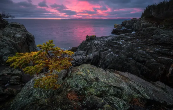 Картинка пейзаж, закат, природа, дерево, океан, скалы, США, Новая Англия