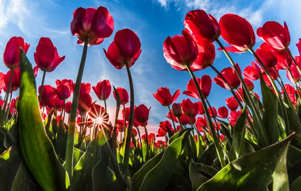 Картинка зелень, поле, листья, солнце, облака, лучи, свет, цветы