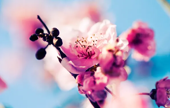Макро, цветы, природа, вишня, ветка, весна, сакура, розовые